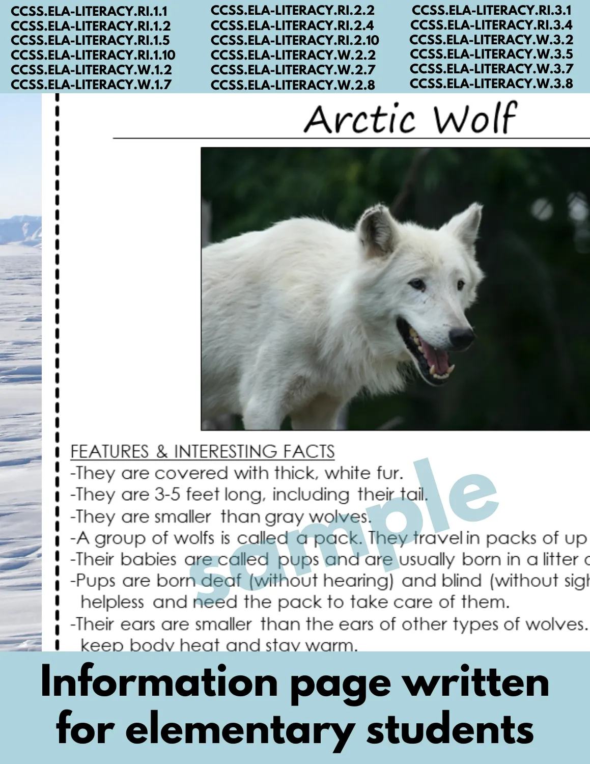 Arctic Wolf Animal Research Pages for research and writing animal reports