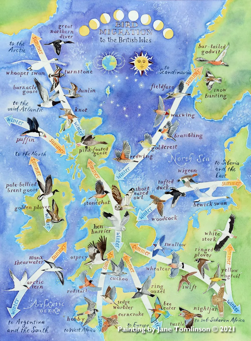 Bird Migration jigsaw puzzle