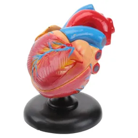 Medical props model Free postage Disassembled Anatomical Human Heart Model Anatomy Medical Teaching Tool