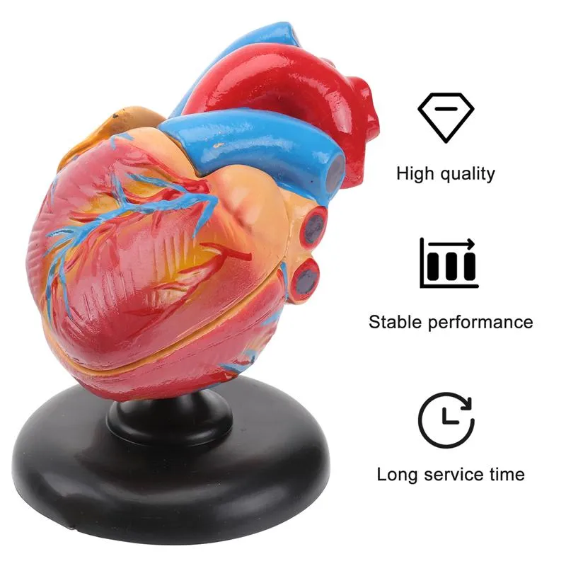 Medical props model Free postage Disassembled Anatomical Human Heart Model Anatomy Medical Teaching Tool