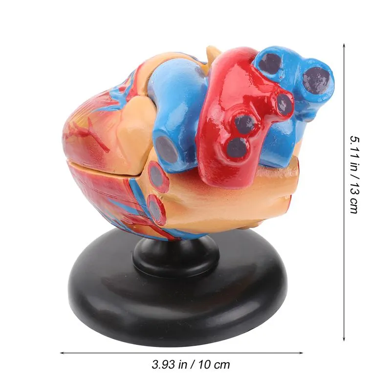 Medical props model Free postage Disassembled Anatomical Human Heart Model Anatomy Medical Teaching Tool
