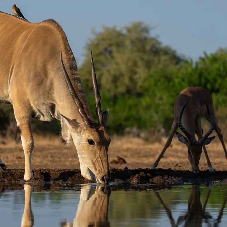 "Well"cation - bounti in Botswana Trip | Luxury Suite, Sharing Room