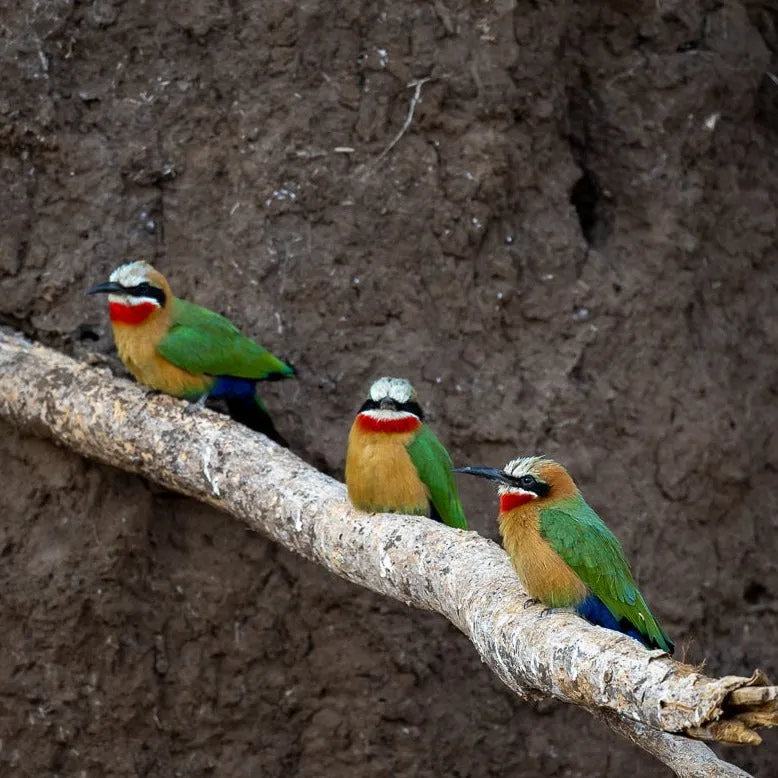 "Well"cation - bounti in Botswana Trip | Luxury Suite, Sharing Room