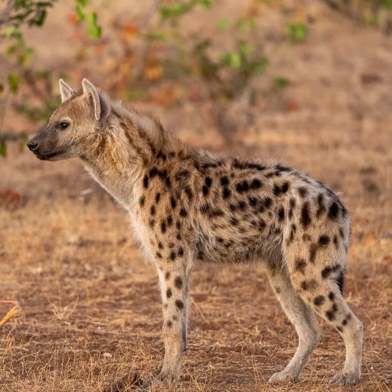 "Well"cation - bounti in Botswana Trip | Luxury Suite, Sharing Room