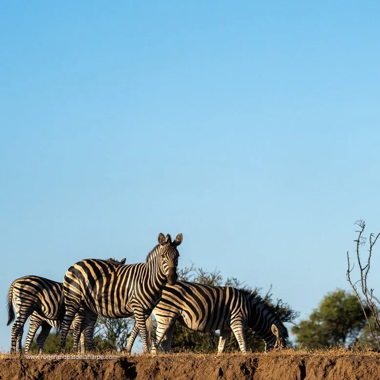"Well"cation - bounti in Botswana Trip | Luxury Suite, Sharing Room