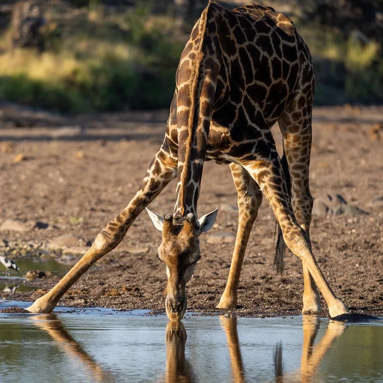 "Well"cation - bounti in Botswana Trip | Luxury Suite, Sharing Room