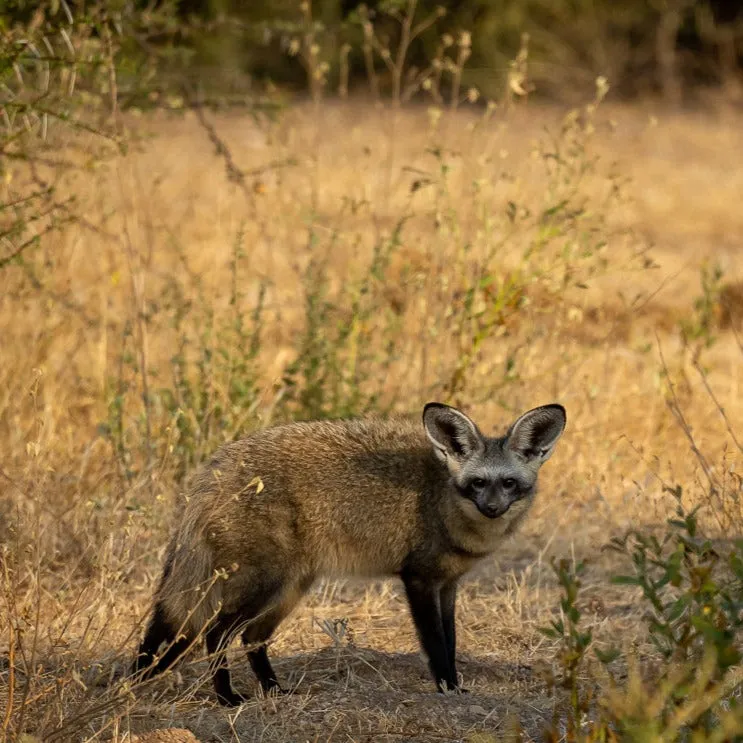 "Well"cation - bounti in Botswana Trip | Luxury Suite, Sharing Room