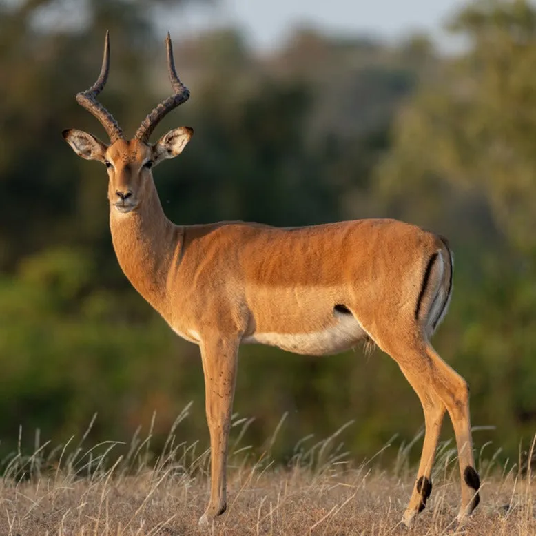 "Well"cation - bounti in Botswana Trip | Luxury Suite, Sharing Room