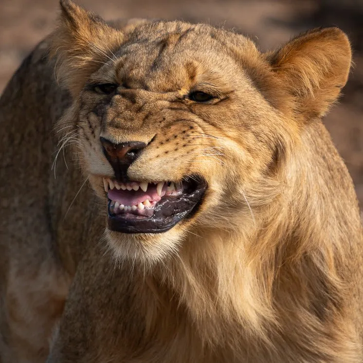 "Well"cation - bounti in Botswana Trip | Luxury Suite, Sharing Room