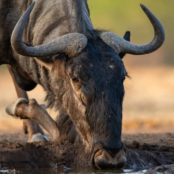"Well"cation - bounti in Botswana Trip | Luxury Suite, Sharing Room