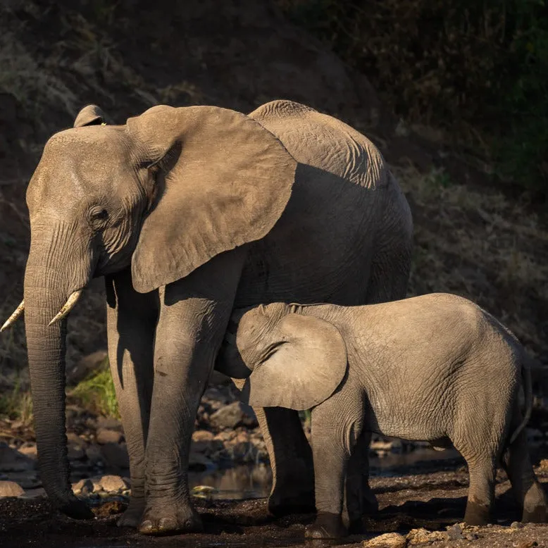"Well"cation - bounti in Botswana Trip | Luxury Suite, Sharing Room